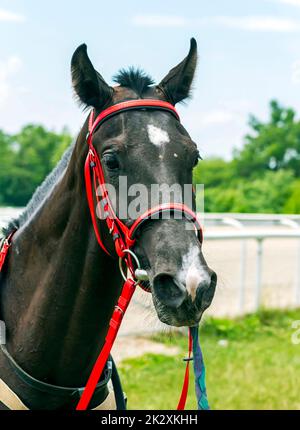 Ritratto di bell'akhal-teke stallone Sulak. Foto Stock