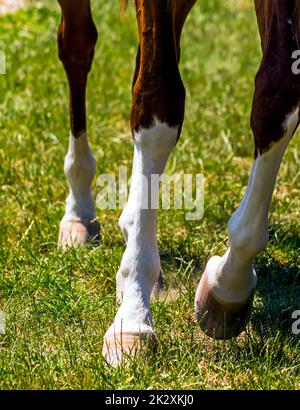Primo piano dei piedi del cavallo. Foto Stock