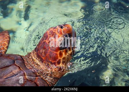 Una tartaruga marina tira la testa fuori dall'acqua per respirare. Foto Stock