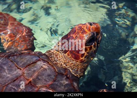 Una tartaruga marina tira la testa fuori dall'acqua per respirare. Foto Stock