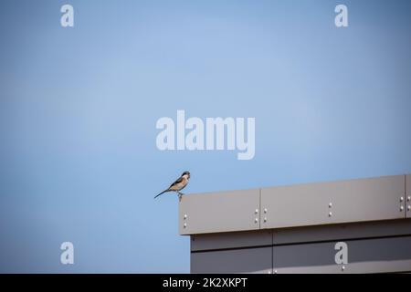 Ritratto di un Pipit canarino, Anthus berthelotii, un songbirdo di palafitte e di pepere. Foto Stock