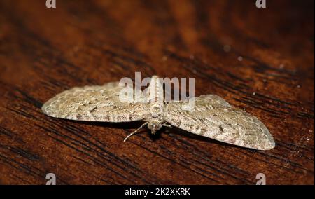 Il grande fiore di ginepro (Eupithecia intricata) su una tavola. Foto Stock