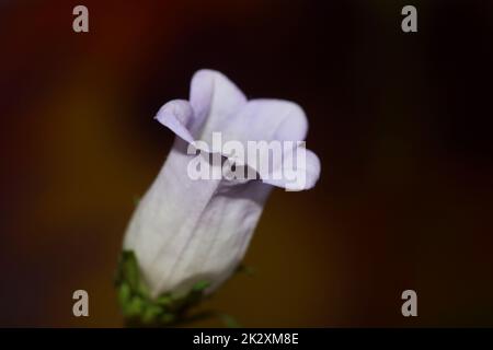 Fiore primo piano Campanula media famiglia campanulaceae alta qualità grandi stampe negozio poster parete home decor piante naturali Foto Stock