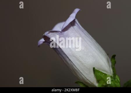 Fiore primo piano Campanula media famiglia campanulaceae alta qualità grandi stampe negozio poster parete home decor piante naturali Foto Stock