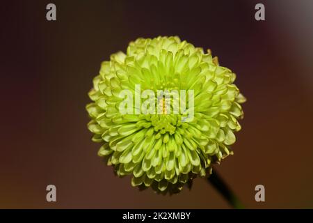 Fiore verde primo piano Chrysanthemum indicum famiglia Compositae sfondo botanico alta qualità grande stampa decorazione casa Foto Stock