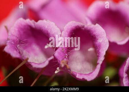 Fiore viola selvaggio primo piano moderno fondo botanico purpurpurea digitale famiglia plantaginaceae alta qualità grande stampa Foto Stock