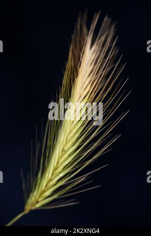 Fiore primo piano hordeum vulgare famiglia poaceae sfondo botanico moderno di alta qualità stampe di grandi dimensioni decorazione casa Foto Stock