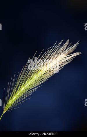 Fiore primo piano hordeum vulgare famiglia poaceae sfondo botanico moderno di alta qualità stampe di grandi dimensioni decorazione casa Foto Stock