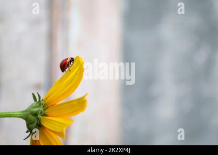 piccolo ladybird siede su un fiore giallo in una giornata di sole estate, concetto di gioia Foto Stock