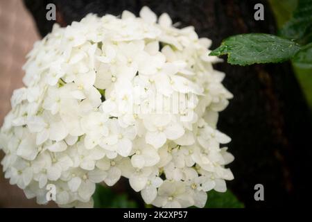 Fiore bianco di ortensia in giardino di mattina primo piano su sfondo verde Foto Stock