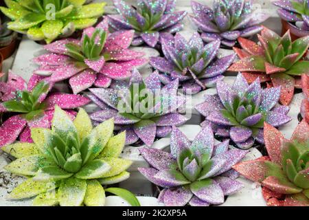 Un insieme grande di piante succulente piccole. Negozio di fiori. Succulenti dipinti in multicolori. Foto Stock