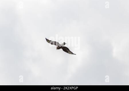 Possente falco volante o aquila reale (aquila chrysaetos) alla ricerca di altri uccelli, topi e ratti come rapaci in cielo e rapitore volante con ali spalancate e piume marroni Foto Stock