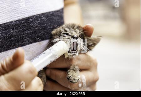 Mangiare gatto neonato Foto Stock