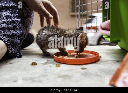 Mangiare gatto neonato Foto Stock