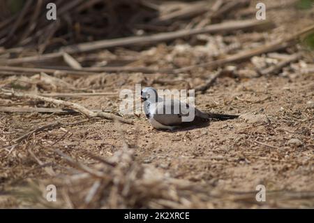 Maschio Namaqua colomba Oena capensis prendere il sole a terra. Foto Stock