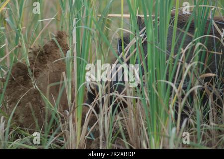 Nolan warthog spostare il suolo in cerca di cibo. Foto Stock