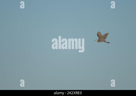 Morfo scuro dell'airone della barriera corallina occidentale Egretta gularis in volo. Foto Stock