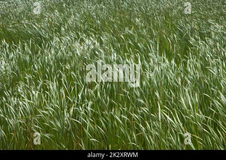 Le lattails di Broadleaf Typha latifolia mossi dal vento. Foto Stock