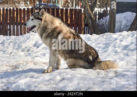 Un bel cane Husky è seduto nella neve Foto Stock