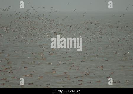 Gregge di pinta settentrionale Anas acuta in volo. Foto Stock