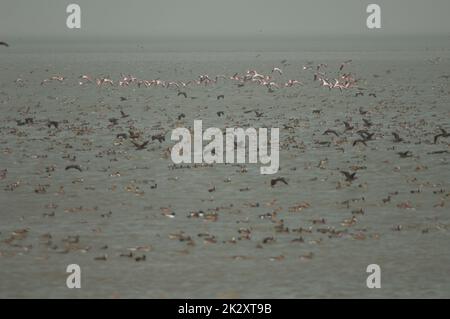 Fenicotteri e anatre più grandi in una laguna. Foto Stock