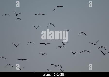 Anatre fischianti bianche Dendrocygna visuata in volo. Foto Stock