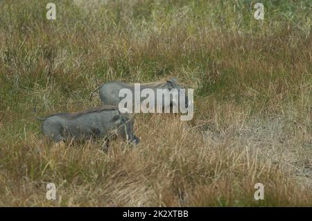 Nolan warthog Phacochoerus africanus africanus in erba. Foto Stock