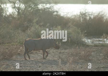 Nolan warthog nel Parco Nazionale Oiseaux du Djoudj. Foto Stock