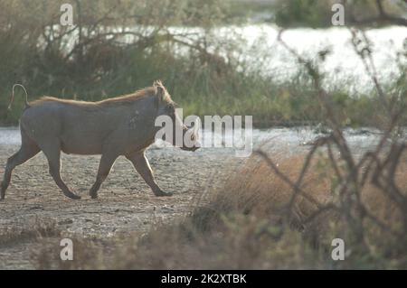 Nolan warthog nel Parco Nazionale Oiseaux du Djoudj. Foto Stock