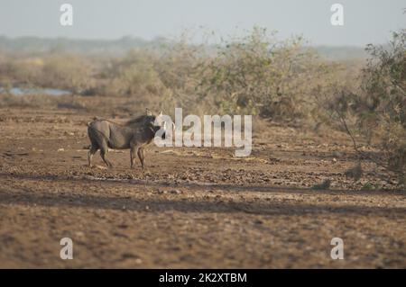 Nolan warthog nel Parco Nazionale Oiseaux du Djoudj. Foto Stock