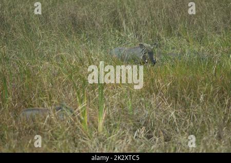 Nolan warthog Phacochoerus africanus africanus in erba. Foto Stock