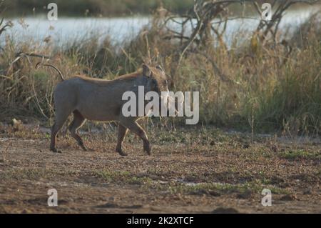 Nolan warthog nel Parco Nazionale Oiseaux du Djoudj. Foto Stock