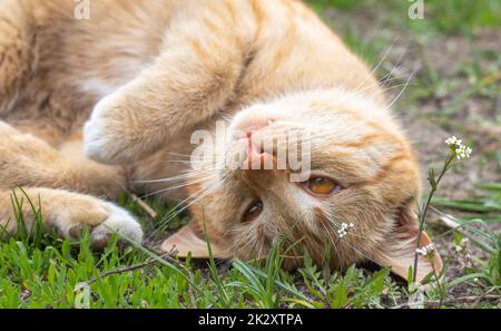 Primo piano di un gatto rosso domestico che riposa pacificamente a terra in una calda giornata estiva. Divertente gatto arancione tabby sta crogiolandosi al sole. Un simpatico animale domestico si trova sulla schiena sotto il sole primaverile sull'erba verde. Foto Stock