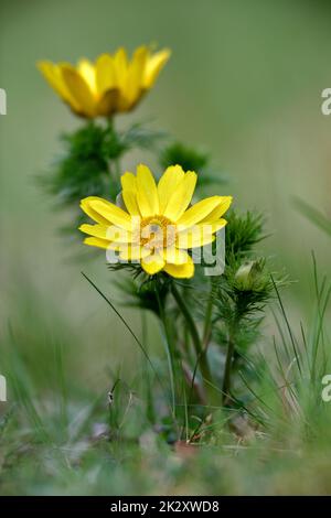 Occhio del fagiano primaverile Foto Stock