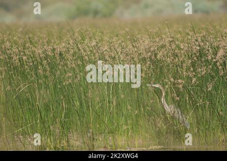 Arone porpora Ardea purpurpurea in laguna. Foto Stock