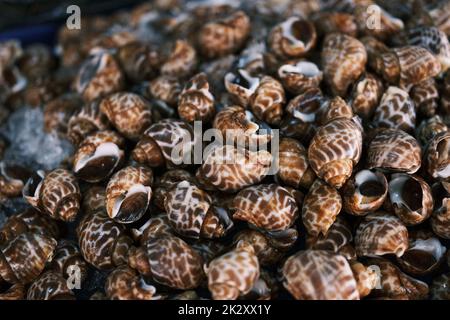 Lumaca dolce fresca cruda. Babylonia fresca areolata in background di mercato Foto Stock