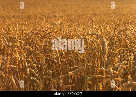 Campo retroilluminato di spighe mature di grano bagnata da un bagliore dorato Foto Stock