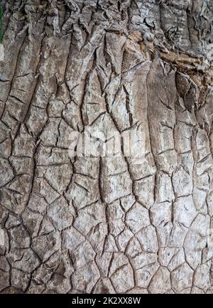 Corteccia di palma di ponytail Foto Stock