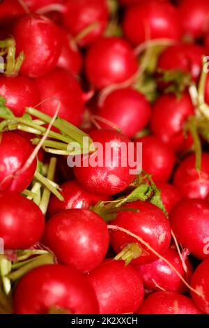 Irradia lo sfondo stampe moderne di alta qualità Raphanus sativus famiglia brassicaceae Foto Stock