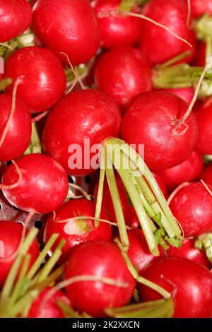 Irradia lo sfondo stampe moderne di alta qualità Raphanus sativus famiglia brassicaceae Foto Stock