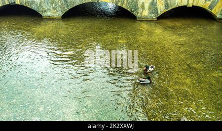 Mallards conosciuto come anatra selvatica (Anas platyrhynchos) nuoto nel fiume Windrush - Bourton-on-the-Water, Gloucestershire, Regno Unito Foto Stock