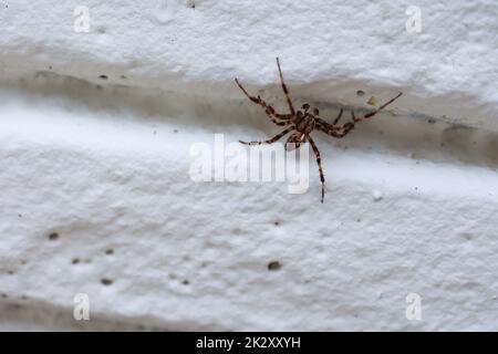 Primo piano di una croce da giardino su un muro. Foto Stock