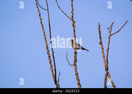 Una canzone thrush, thrush sui rami di un albero. Foto Stock