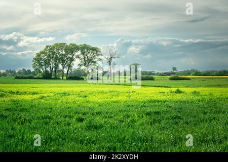 Campi verdi e alberi all'orizzonte Foto Stock
