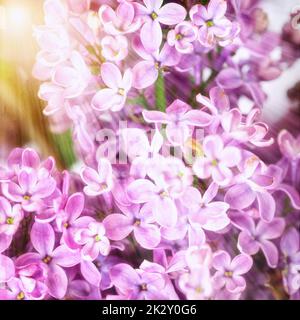 Fiore di primavera. Cespuglio lilla fiorente con fiore tenera Foto Stock