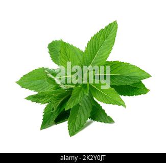 Rametto di menta piperita con foglie verdi su fondo bianco isolato Foto Stock