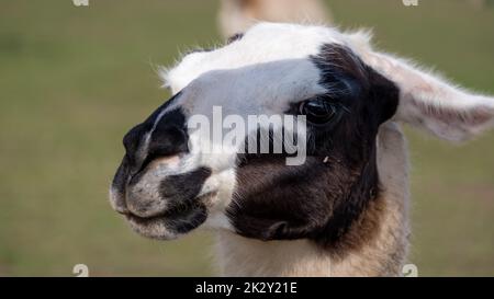 Lama testa bianca con nero a sinistra. Mini zoo Foto Stock