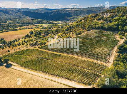 Foto panoramica aerea dei vigneti in fase di maturazione durante la stagione estiva. Uve bianche destinate al vino. Alcune settimane prima del raccolto. Campi d'uva Foto Stock