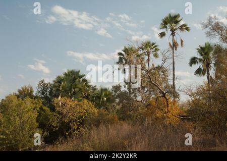 Foresta nel Parco Nazionale di Niokolo Koba. Foto Stock