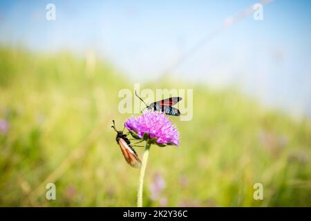 Scarlatto tigre Moth su trifoglio fiore primo piano. Foto Stock